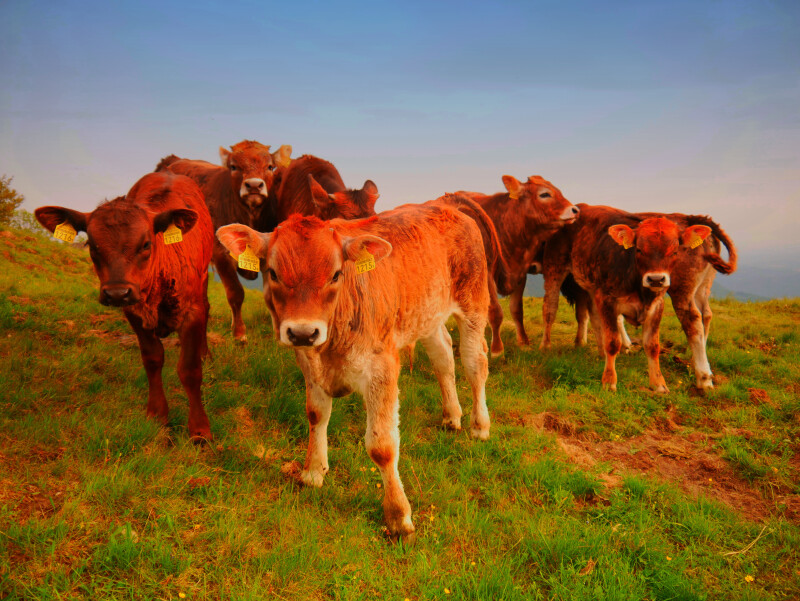 Cow_0184.jpg