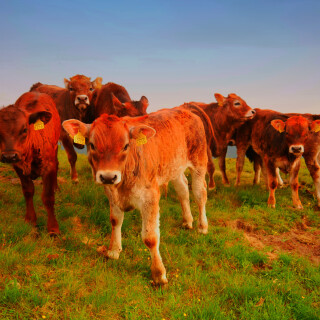 Cow_0184