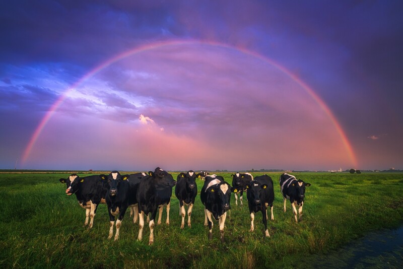Cow_0186.jpg