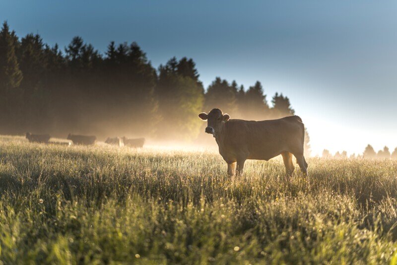 Cow_0192.jpg