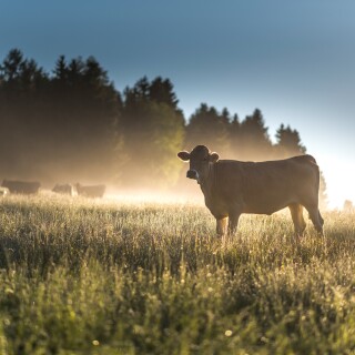 Cow_0192
