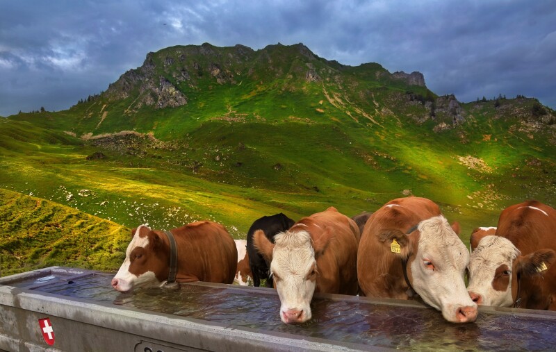 Cow_0193.jpg