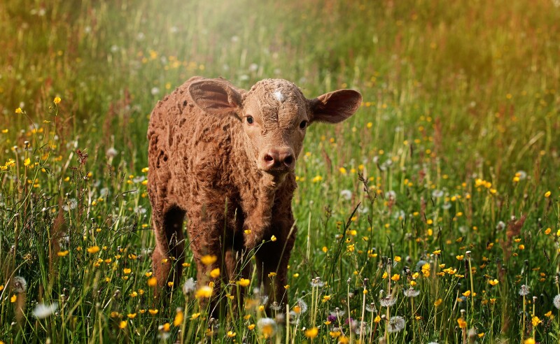 Cow_0195.jpg