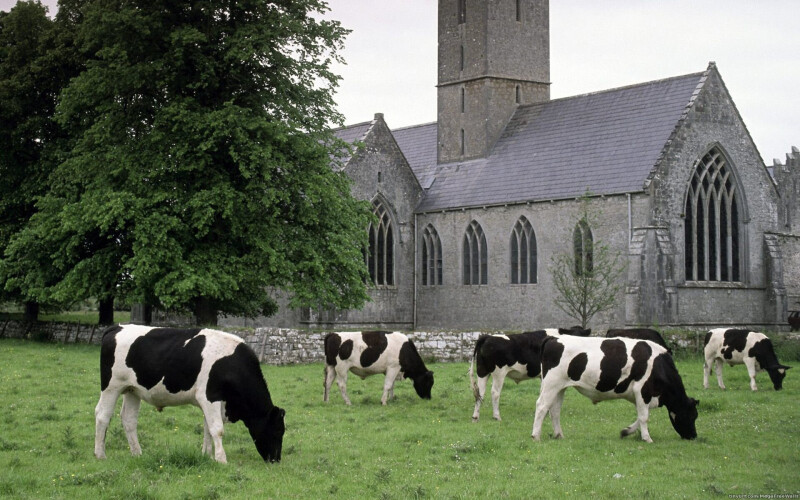Cow_0203.jpg
