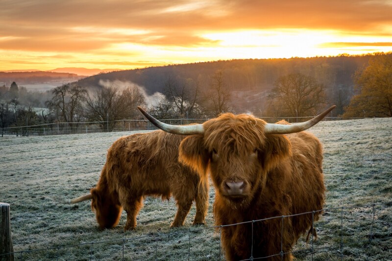 Cow_0207.jpg