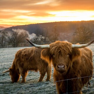 Cow_0207