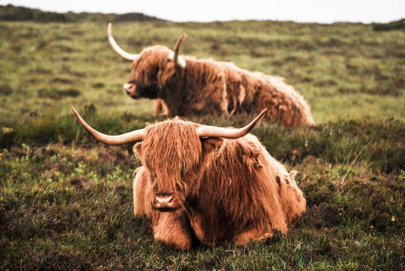 Cow_0209.jpg