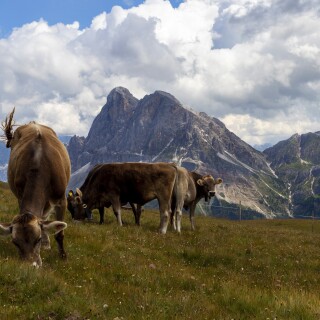Cow_0215