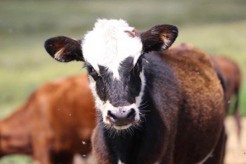 Cow_0217.jpg