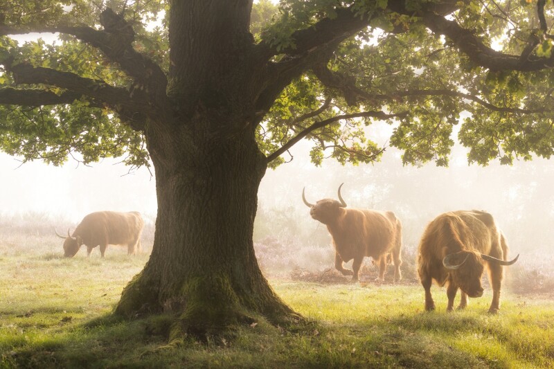 Cow_0218.jpg