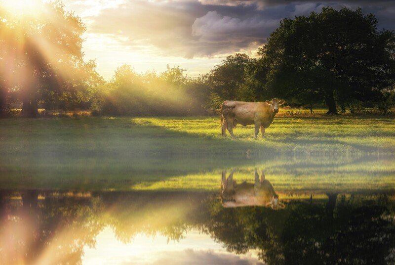 Cow_0221.jpg