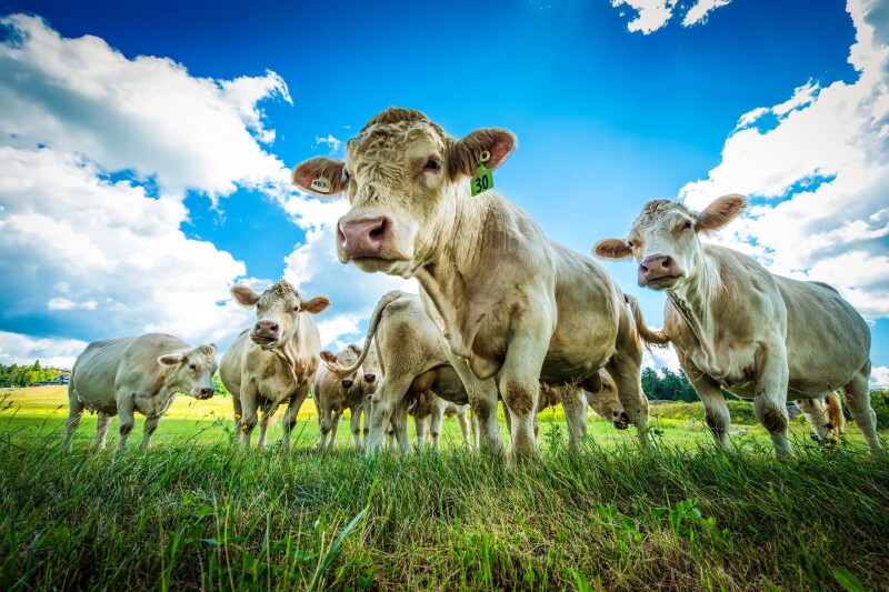 Cow_0224.jpg