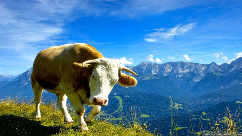 Cow_0226.jpg