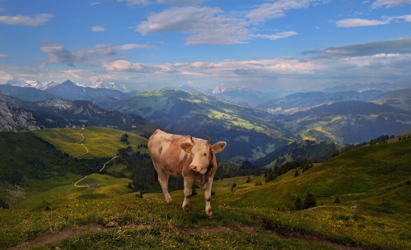 Cow_0234.jpg