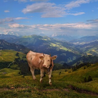Cow_0234