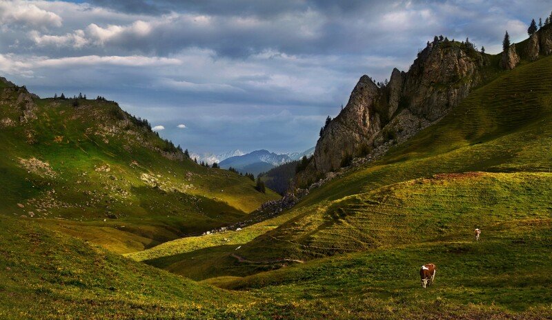 Cow_0235.jpg