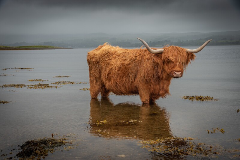 Cow_0241.jpg
