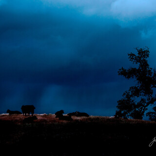 Cow_0242
