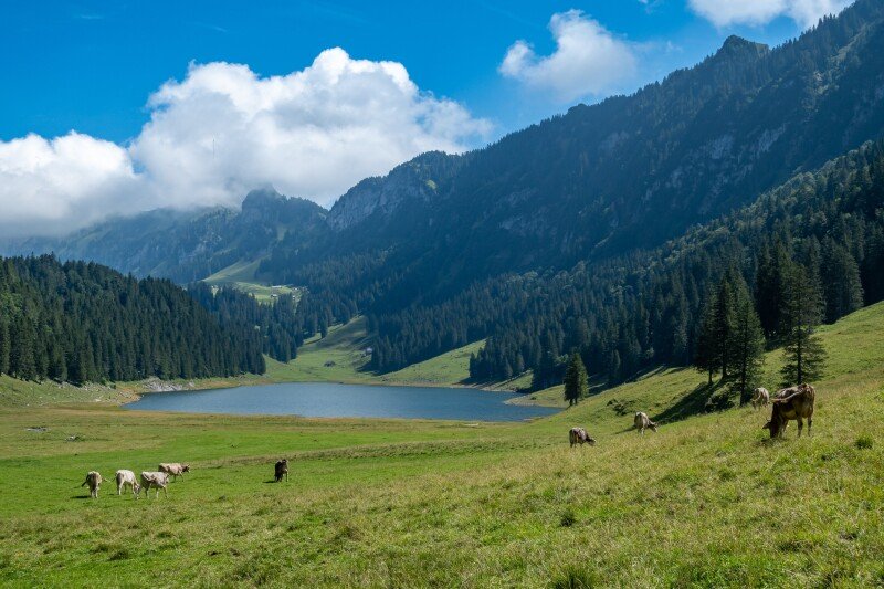 Cow_0244.jpg