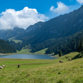 Cow_0244