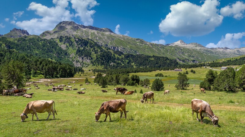 Cow_0248.jpg