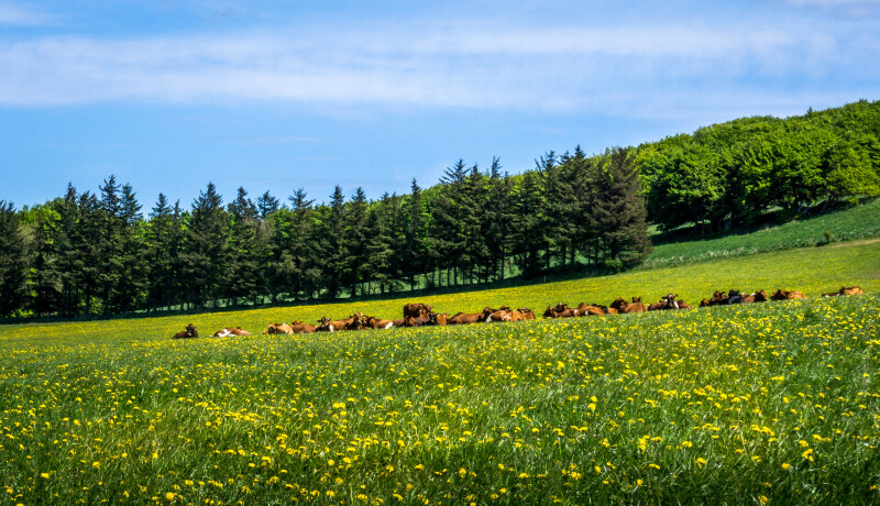 Cow_0249.jpg