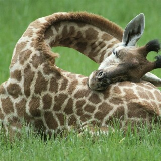 Giraffe_0004