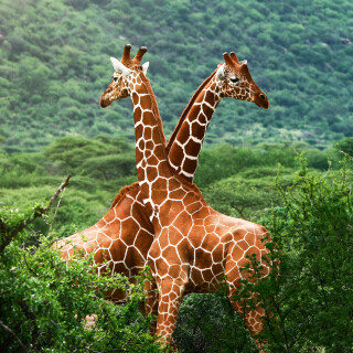 Giraffe_0006
