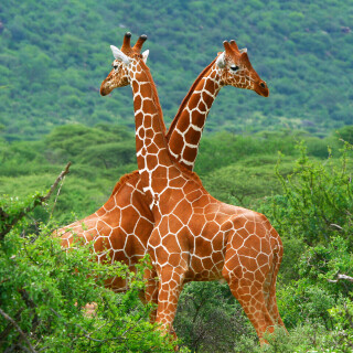 Giraffe_0008