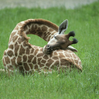 Giraffe_0017