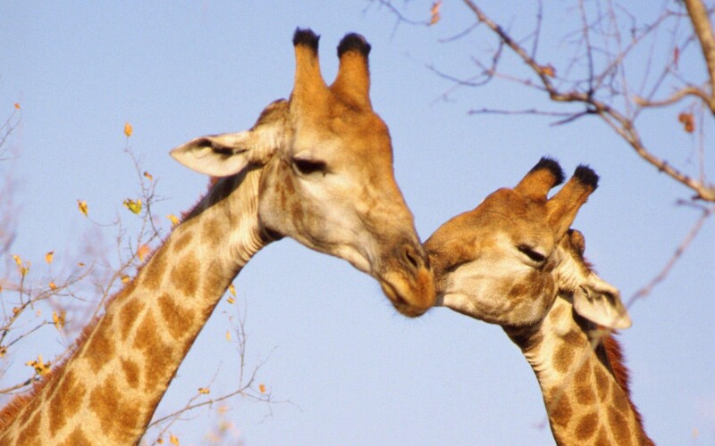Giraffe_0032.jpg