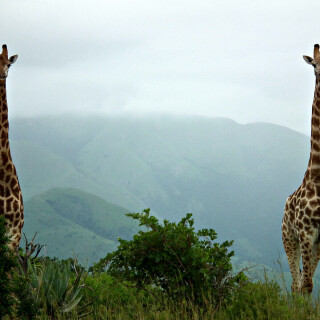 Giraffe_0038