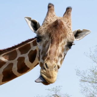 Giraffe_0044