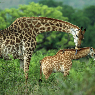 Giraffe_0057