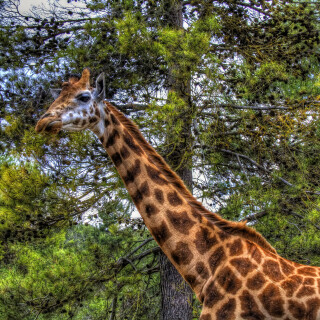 Giraffe_0064