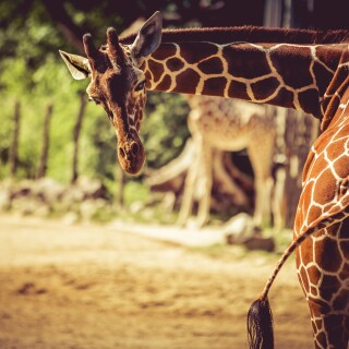 Giraffe_0075