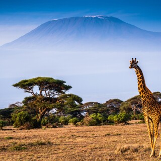 Giraffe_0082