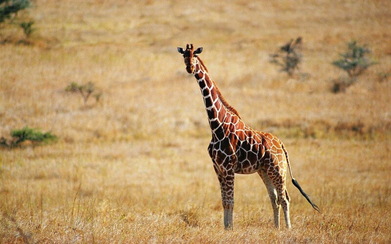 Giraffe_0088.jpg