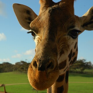 Giraffe_0104
