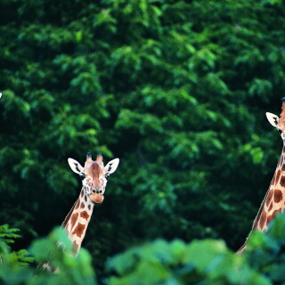 Giraffe_0119