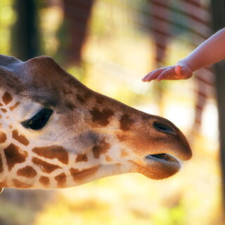 Giraffe_0120