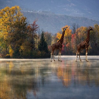 Giraffe_0123