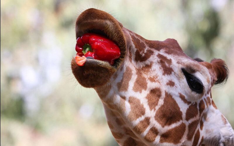 Giraffe_0131.jpg