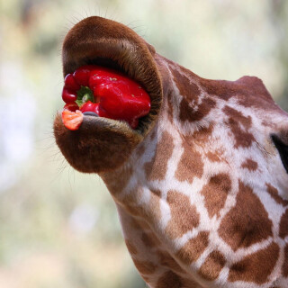 Giraffe_0131