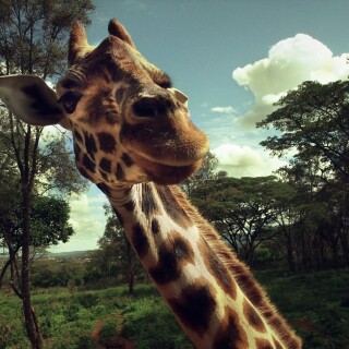 Giraffe_0136