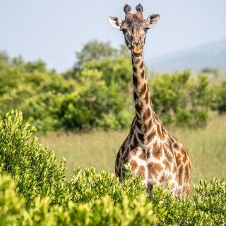 Giraffe_0137