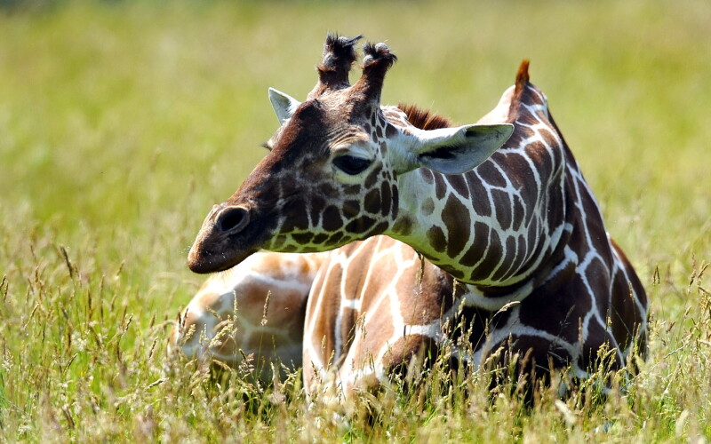 Giraffe_0139.jpg