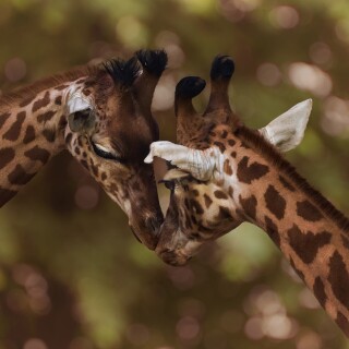 Giraffe_0144