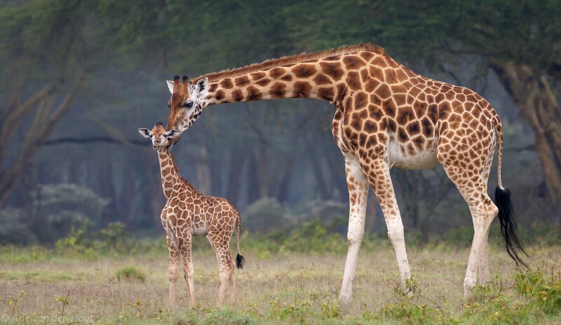 Giraffe 0149