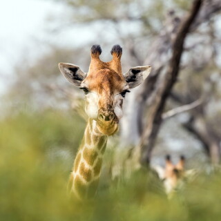 Giraffe_0159